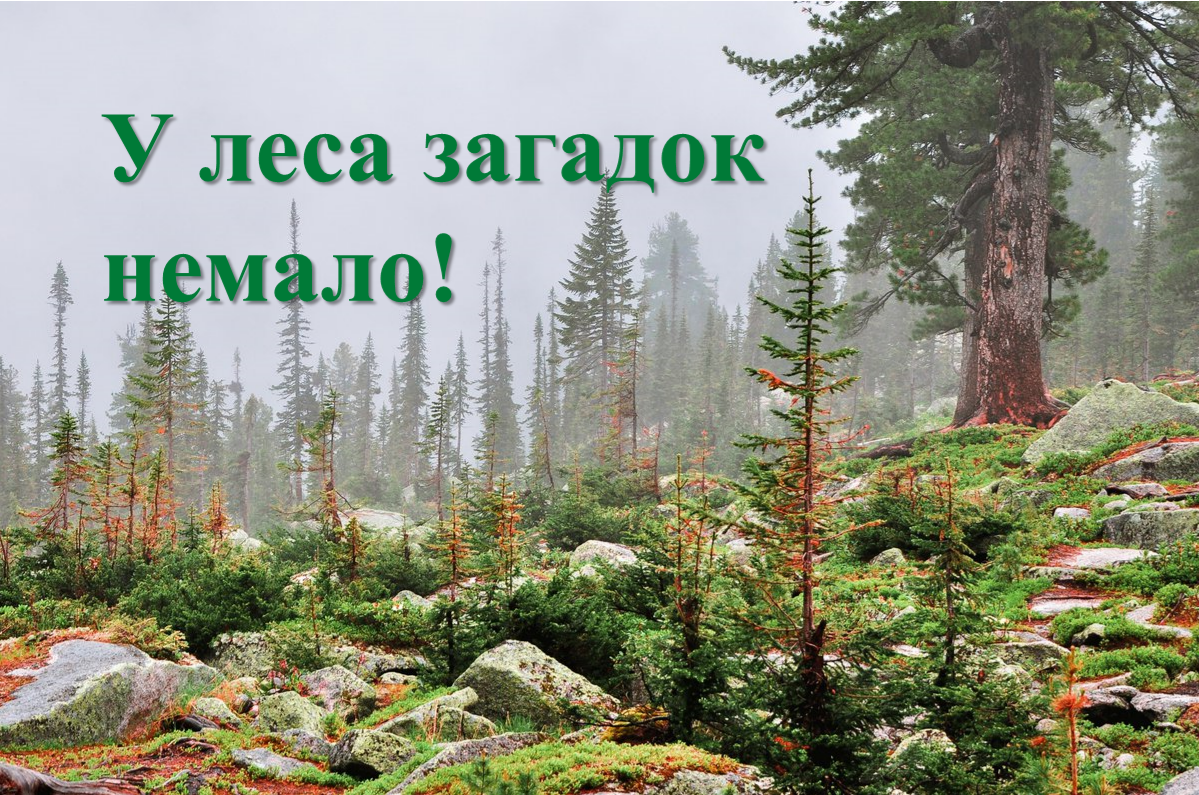 Юные экологи завоевали очередную победу.